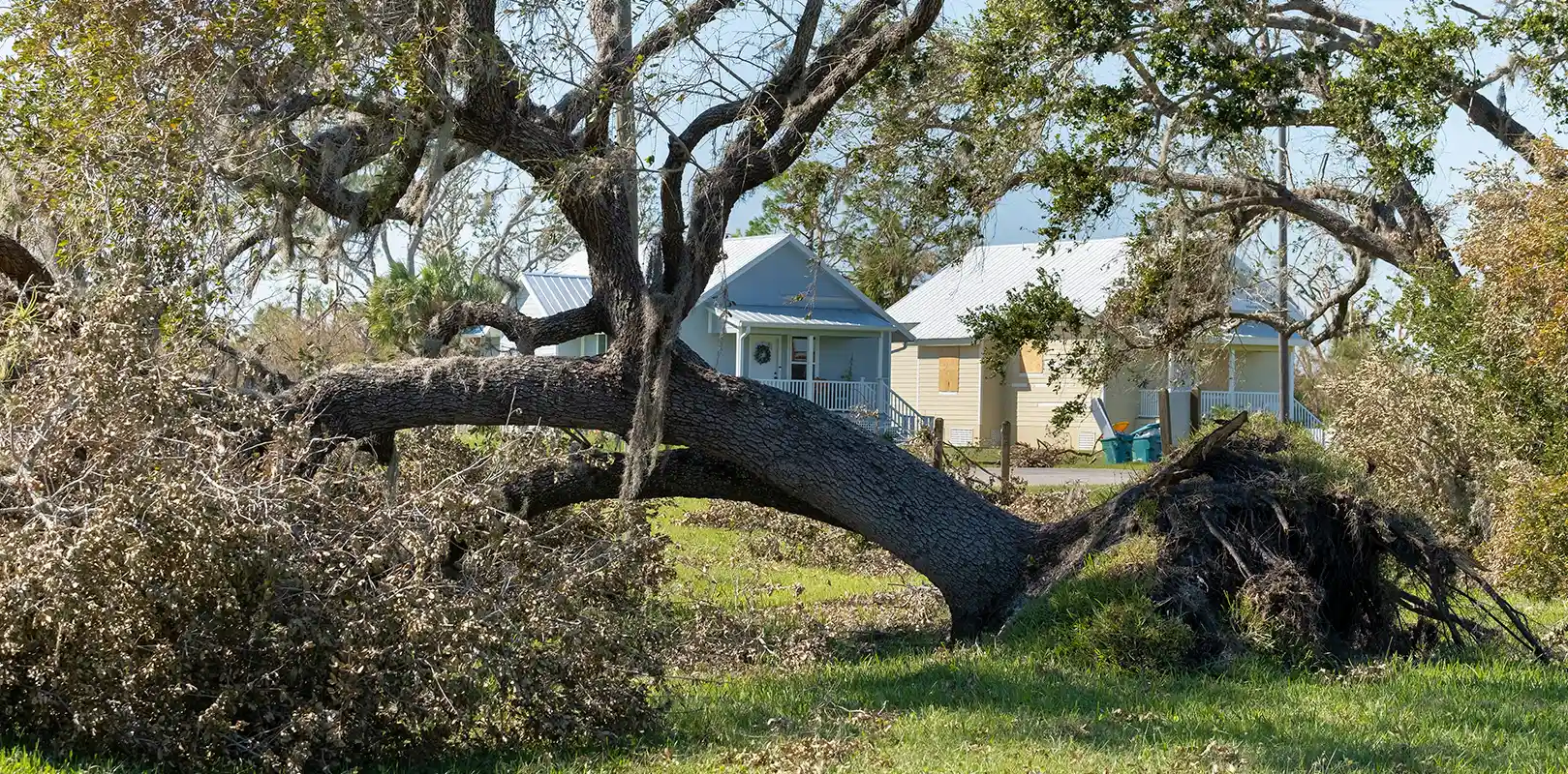 Tree Emergency Service 2