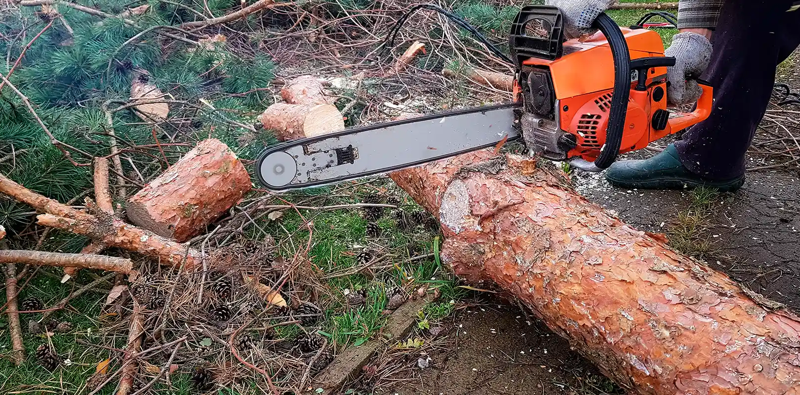 tree removal complete